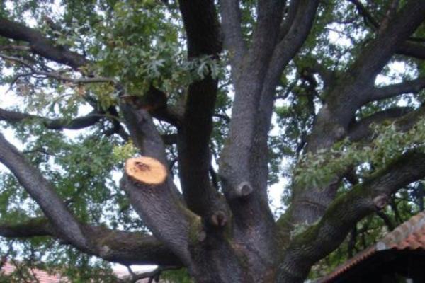 SNEG UNIŠTIO SVETO DRVO STARO PREKO 100 GODINA Meštani Rače se boje: TO JE LOŠ PREDZNAK, VEROVALI SMO U NJEGOVU MOĆ