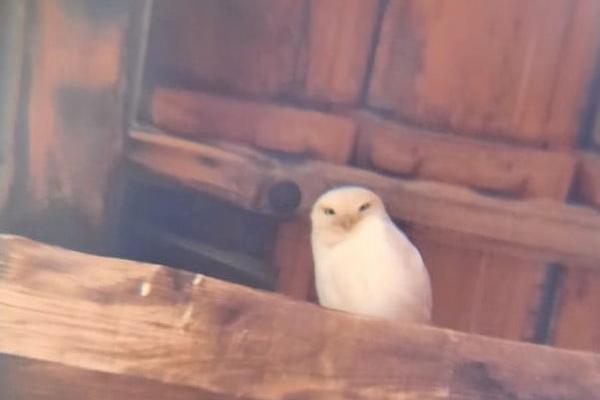 ČUDO U PRIJEPOLJU! Primećena je ova lepa bela životinjica, ALI IMA BAŠ REDAK GENETSKI POREMEĆAJ (FOTO)