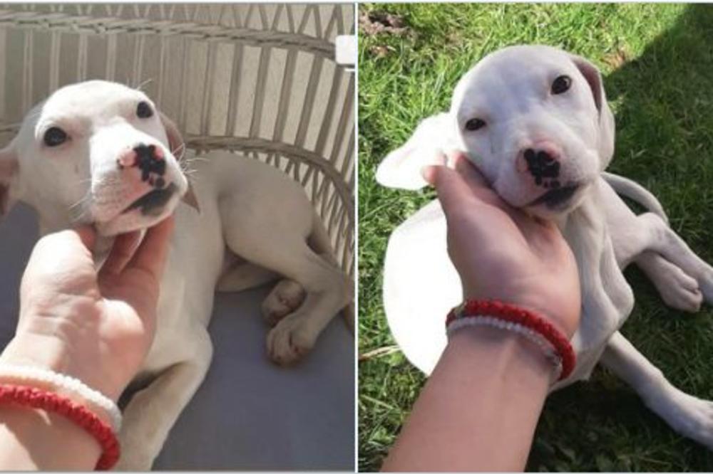 KO ŽELI DA USREĆI OVO PRESLATKO MALO BIĆE? Na prvi pogled OSVAJA vaša srca! (FOTO)