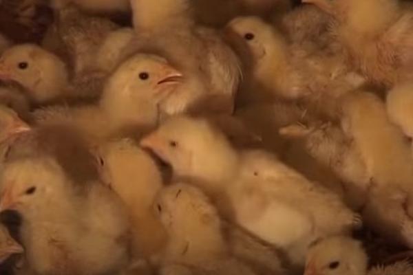 POJAVIO SE PTIČJI GRIP U MAĐARSKOJ: Naređen odstrel 101.000 pilića!