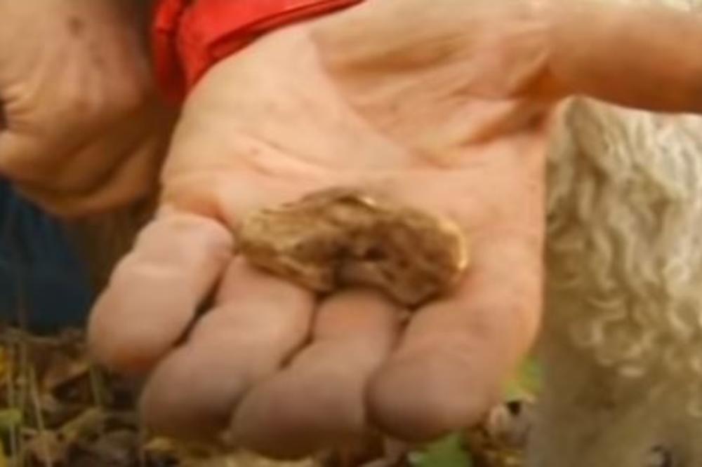 OTKRIVENO JOŠ JEDNO MESTO U SRBIJI GDE SE MOGU NAĆI TARTUFI: Za ovu lokaciju niko do sada nije znao!