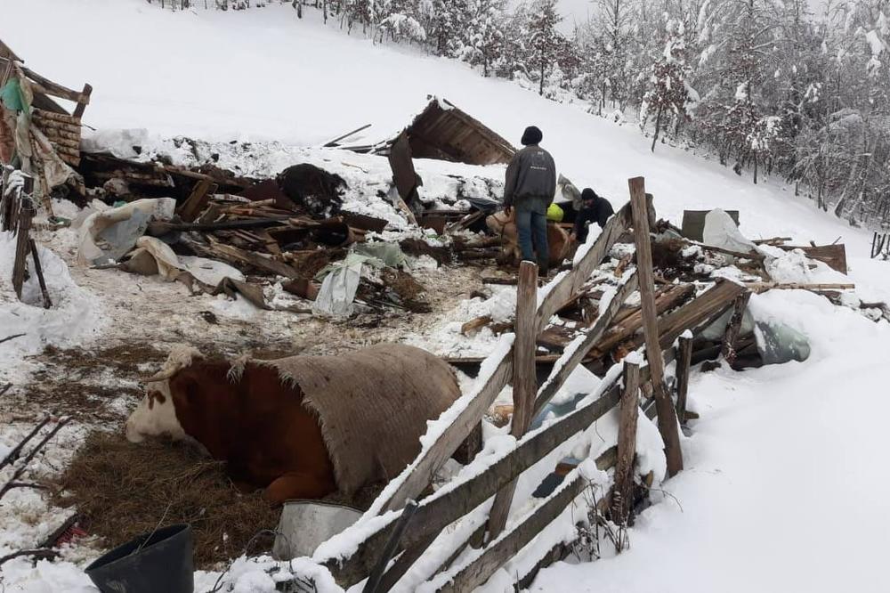 STRAŠNE SLIKE IZ SRPSKOG SELA: Urušio se krov na štali, UBIO MU TRI KRAVE (FOTO)