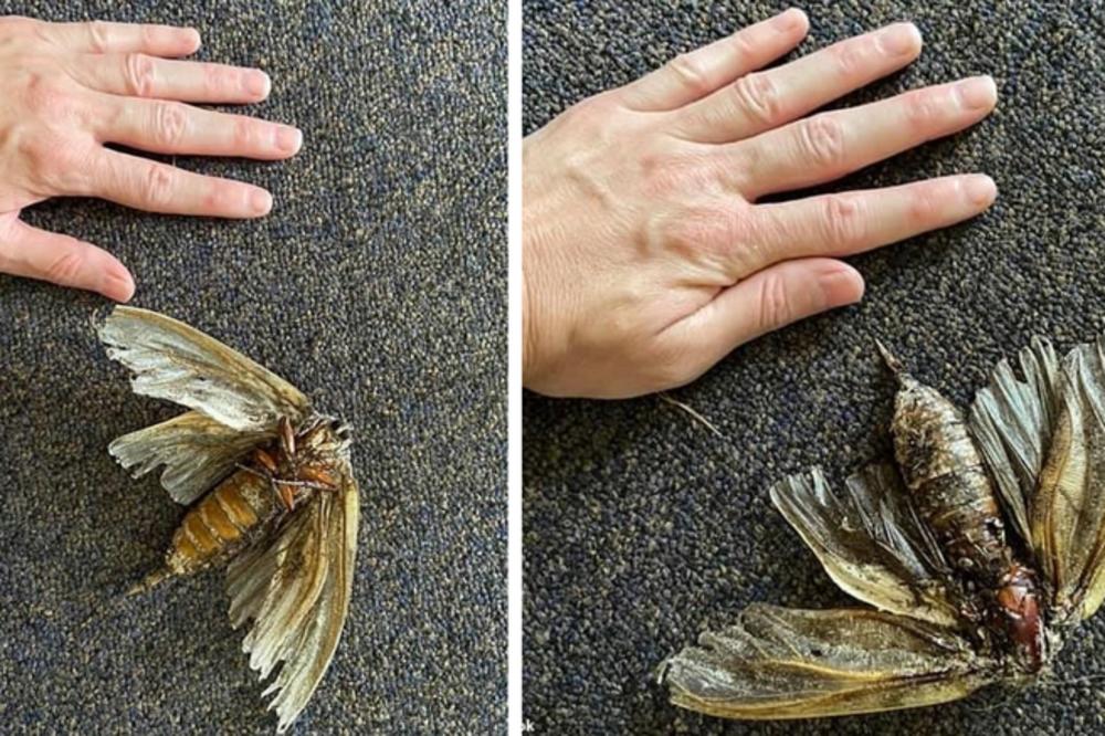 ČISTILA JE KUĆU I PRONAŠLA OVO!!! Nije ptica, INSEKT JE VELIKI KAO VRABAC! Zamalo što se nije ONESVESTILA! (FOTO)