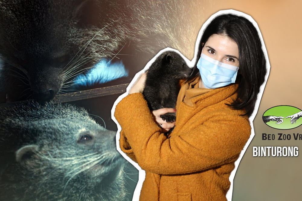 U BEOGRADU SE RODILO NAJSLAĐE STVORENJE NA SVETU: Zove se BINTURONG, a ja sam ga DRŽALA U RUKAMA I MAZILA! (FOTO)