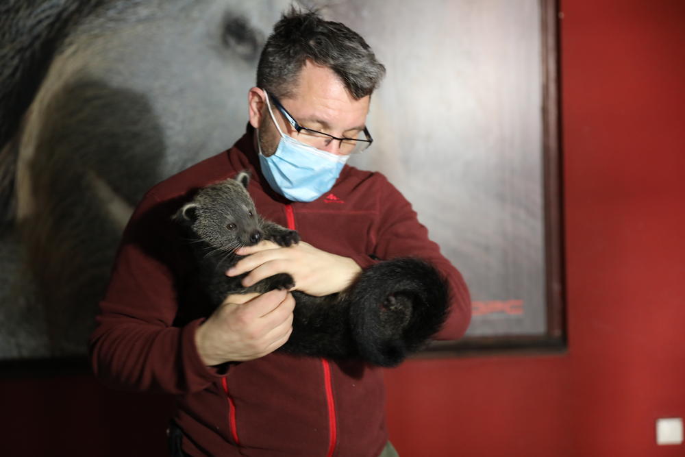 Binturong, zološki vrt