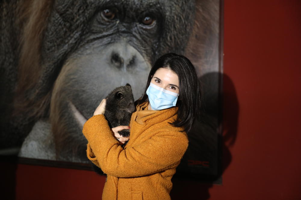 Binturong, zološki vrt