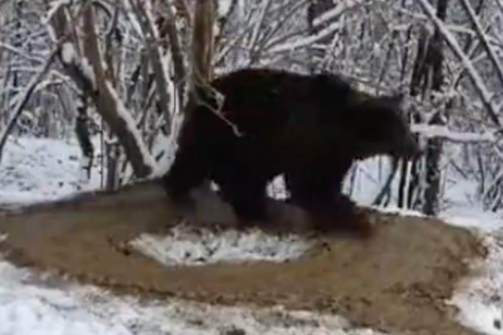 NAJTUŽNIJI SNIMAK 2021. GODINE: Meda je ceo život proveo u kavezu, a kad su ga konačno pustili... (VIDEO)