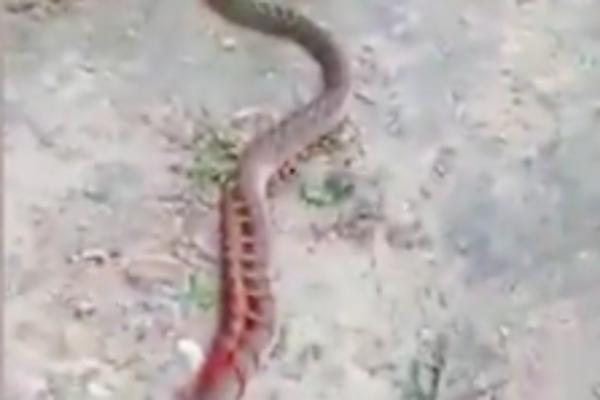 JEZIVO! Zmija je GMIZALA I GLEDALA SVOJA POSLA, a onda ju je napalo nešto MNOGO STRAŠNIJE OD NJE! (VIDEO)