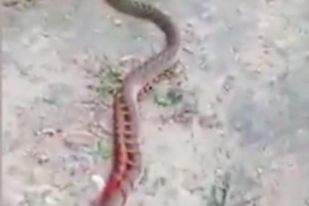 ZMIJA GMIŽE USRED BEOGRADA, KAMERA SVE ZABELEŽILA: Budite na oprezu (FOTO)