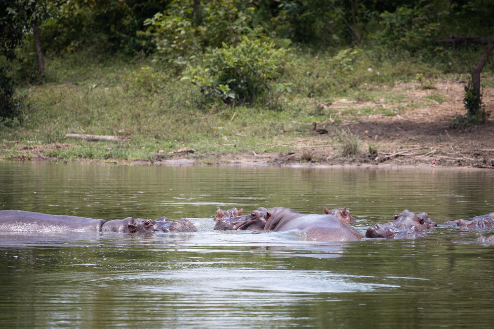 KOKAINSKI NILSKI KONJI prete Kolumbiji! MORAJU BITI ZAUSTAVLJENI