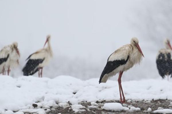 BELE RODE STIGLE U SRBIJU NA ZIMOVANJE: Ako ih i vi primetite, obavezno javite nadležnima, JAKO JE BITNO! (FOTO)