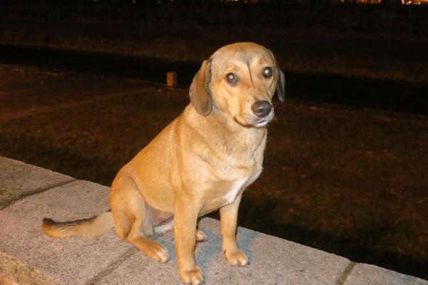 ONA JE SAMA NA SVETU, MAZNA JE I DRAGA: Bilo ih je 4 iz legla, ali samo ŽUTU NIKO NIJE UZEO, PUNA JE LJUBAVI (FOTO)