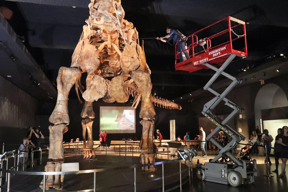 MONSTRUM JE BIO DUGAČAK 40 METARA: Naučnici upravo saopštili da su iskopali ostatke NAJVEĆE KOPNENE ŽIVOTINJE IKAD!