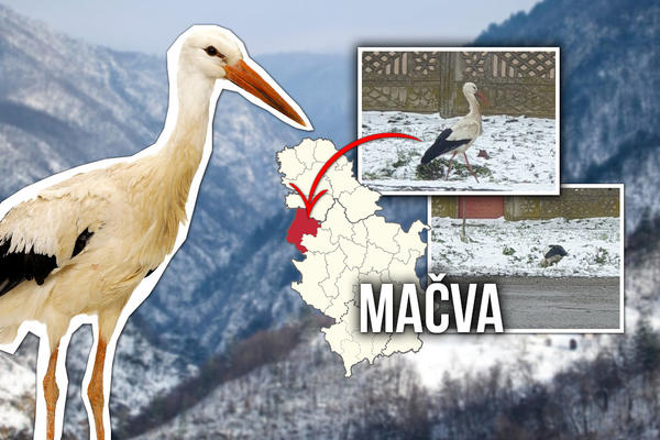 OVA BELA RODA VEĆ 5. ZIMU PROVODI U MAČVI: U selu je navikla na LJUDE koji je toliko vole, DA NE OSEĆA HLADNOĆU!