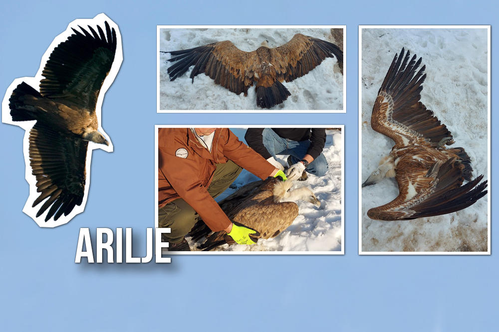 UGINUO 2. BELOGLAVI SUP ZA GODINU DANA NA TERITORIJI ARILJA: Ptica je poslata na OBDUKCIJU, svi su ostali ZATEČENI!