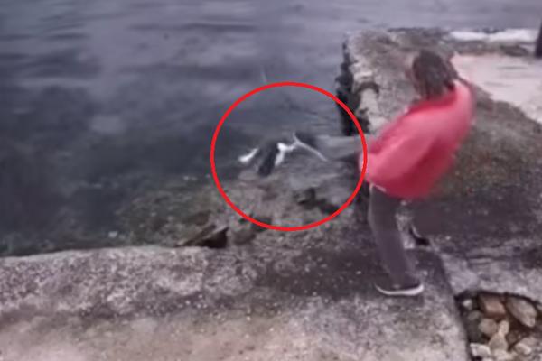 KAKAV OLOŠ! Prišao mački i iz SVE SNAGE je šutnuo u vodu! (VIDEO)