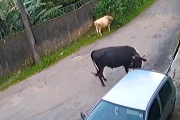 BIKU SE NIJE SVIDELO KAKO JE PARKIRAN OVAJ AUTO: Pa ga je skroz UNIŠTIO! (VIDEO)