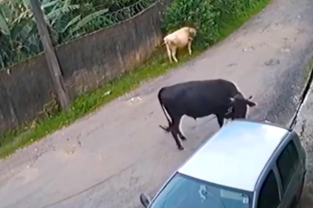 BIKU SE NIJE SVIDELO KAKO JE PARKIRAN OVAJ AUTO: Pa ga je skroz UNIŠTIO! (VIDEO)