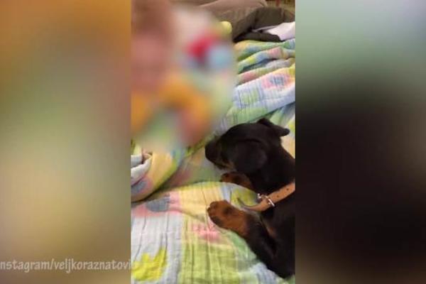 MALOM ŽELJKU RAŽNATOVIĆU PRIŠAO PAS, A VELJKO SVE TO SNIMAO! Morao je da ga BODRI, pogledajte LEGENDARNI SNIMAK!