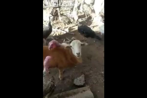 KOZA RASTAVLJA ĆURKE KOJE SE TUKU: Da nismo videli svojim očima... (VIDEO)