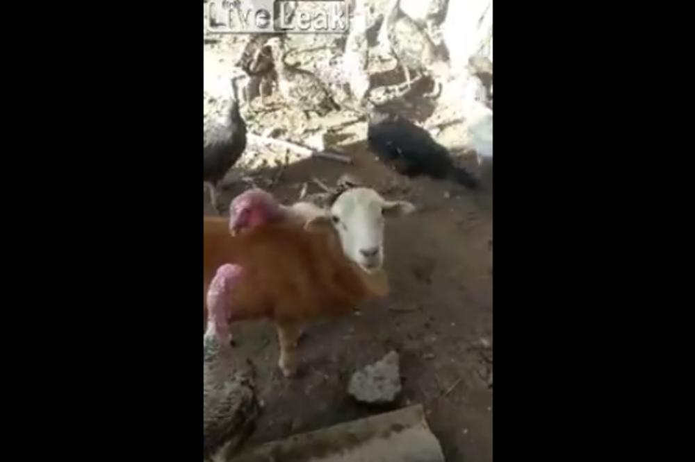 KOZA RASTAVLJA ĆURKE KOJE SE TUKU: Da nismo videli svojim očima... (VIDEO)