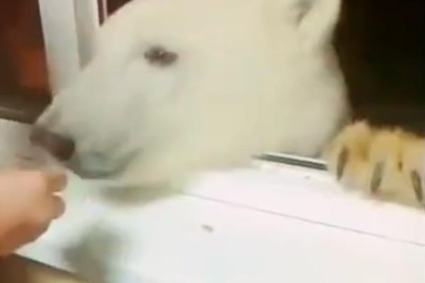 RUS HRANI BELOG MEDVEDA KROZ PROZOR KUĆE: Sad smo i zvanično SVE VIDELI (VIDEO)