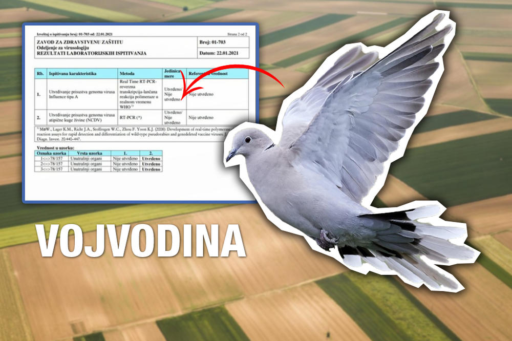 SVE VIŠE UGINULIH GUGUTKI U VOJVODINI: Analize su pokazale da ih je pokosila BOLEST ATIPIČNE KUGE ŽIVINE! (FOTO)