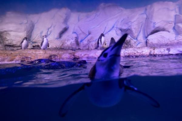 KLIMATSKE PROMENE ZAHTEVAJU HITNE MERE! UN priznale novi temperaturni rekord u plusu na ANTARKTIKU (VIDEO)