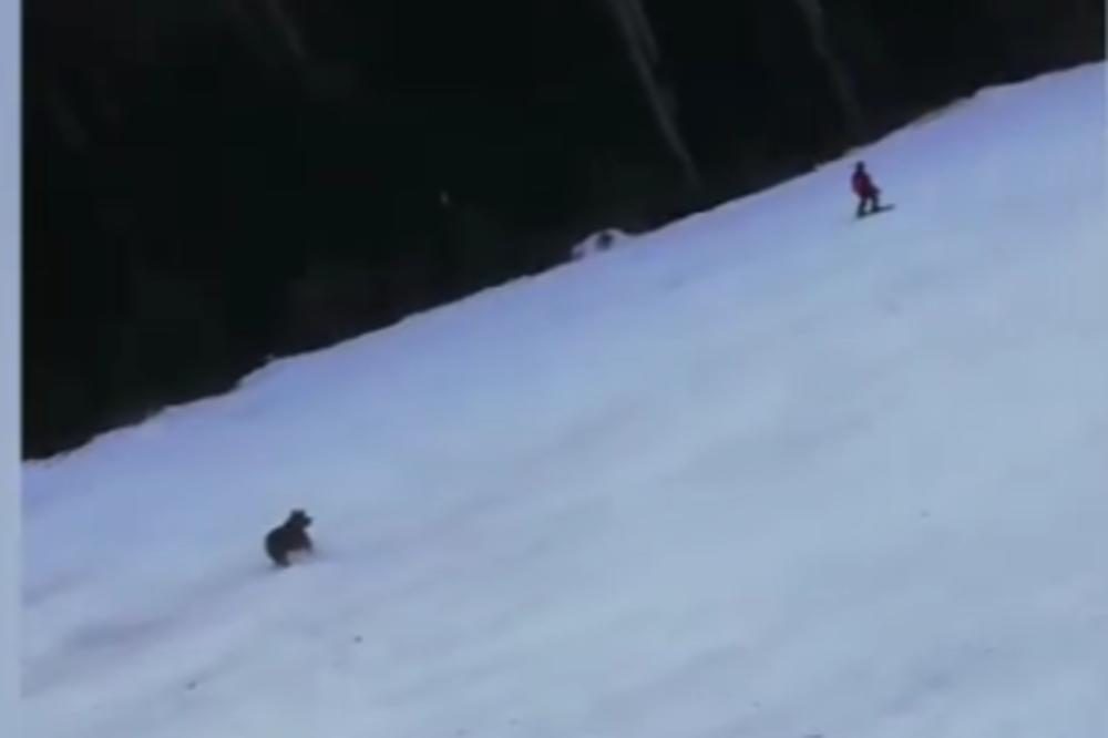 Zimovanje kao u HOROR filmu: Skijaša na sred staze POJURIO MEDVED, život mu visio o koncu (VIDEO)