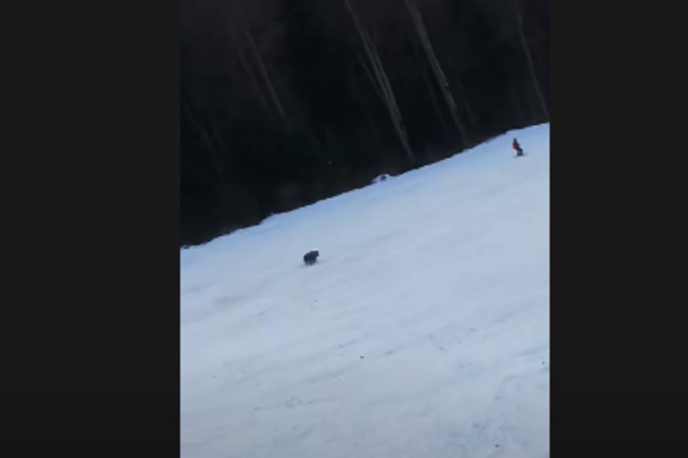 NESTVARNA SCENA NA SKIJALIŠTU: Sa žičare gledali kako skijaša juri MEDVED! (VIDEO)