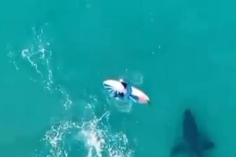 AJKULE U VODI PLIVALE PORED SURFERA! Dronom sniman susret, a onda je počela BORBA ZA GOLI ŽIVOT (VIDEO)