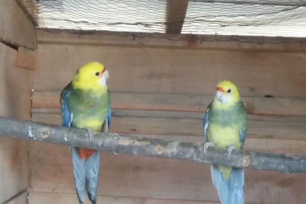 IMATE PAPAGAJA? ČUVAJTE SE OVE BOLESTI! Može dovesti do upale srčanog mišića i tromboze