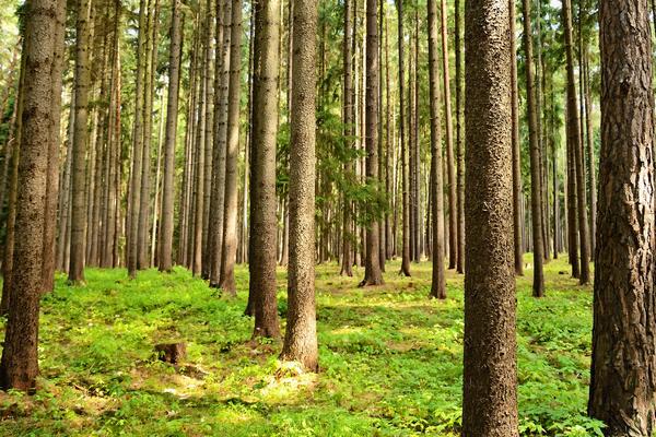 ŠETALI SU ŠUMOM, A ONDA SU ČULI ČUDAN ZVUK: Kad su prišli, sledili su se od prizora (FOTO)