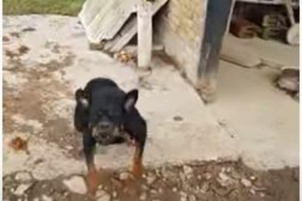 STRAVIČNA SMRT DEČAKA IZ SENTE OD UJEDA PSA POTRESA: Rotvajleri mogu biti smrtonosno oružje! (VIDEO)