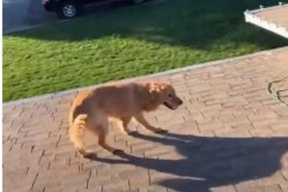 ZATEKAO PSA NA TOTALNO OTKAČENOM MESTU: Medeno stvorenje završilo na krovu kuće! (VIDEO)