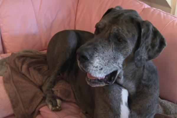 TUŽNE VESTI: Uginuo čuveni pas Fredi (VIDEO)