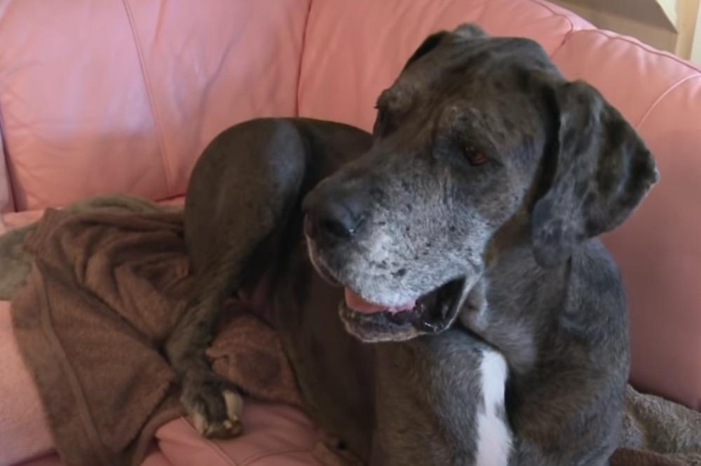 TUŽNE VESTI: Uginuo čuveni pas Fredi (VIDEO)