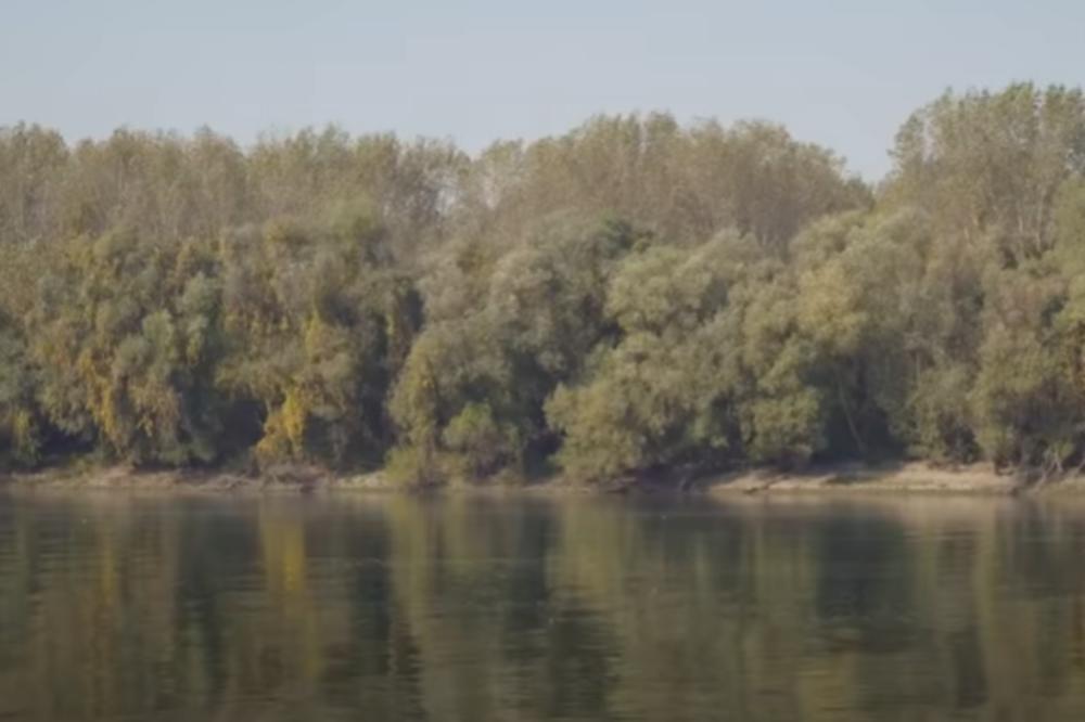 VELIKI POMOR RIBE: Na reci Karašica na tone otrovane ribe