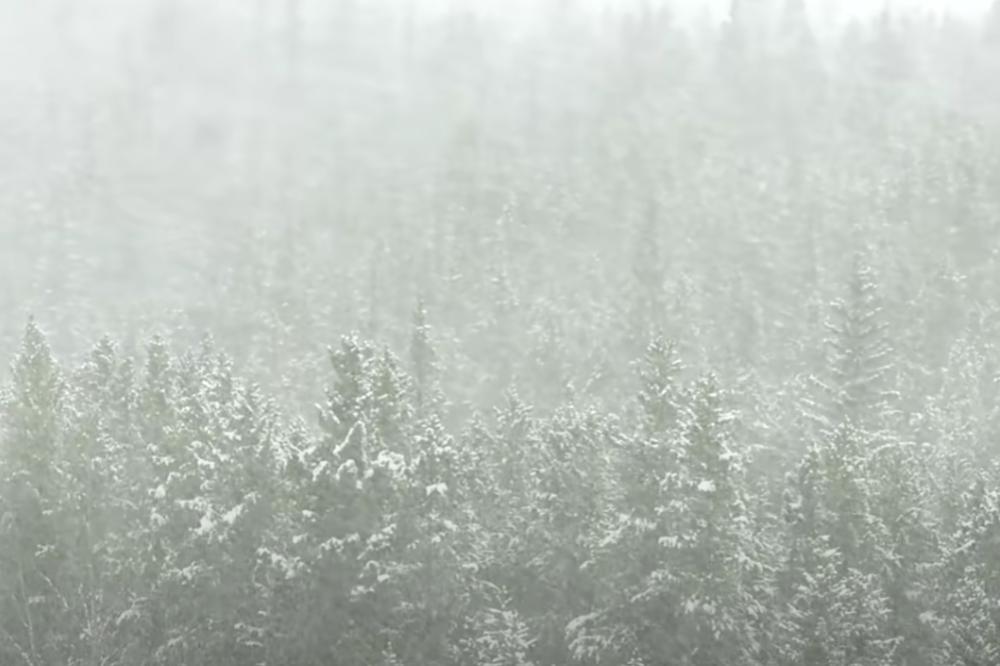 HOROR U RUSIJI: Žena ostavila troje dece bez odeće u šumi, jedno od njih u kritičnom stanju i na respiratoru