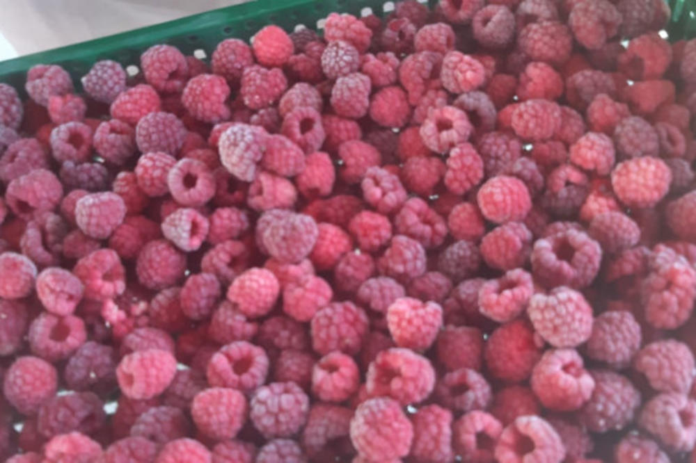 SPRSKA MALINA NIKAD TRAŽENIJA: Loša berba u Čileu i Poljskoj naterala uvoznike da se okrenu SRBIJI