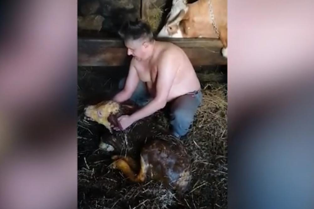 NARODNI POSLANIK OTELIO KRAVU: Dao je simbolično ime teletu!