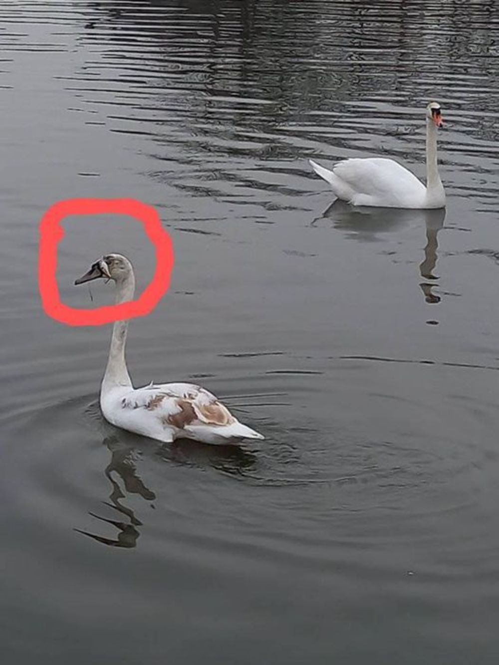 UNIŠTENA MU JE GLAVICA, A MUČENIK I DALJE PLIVA: Neodgovorni ribolovci ...