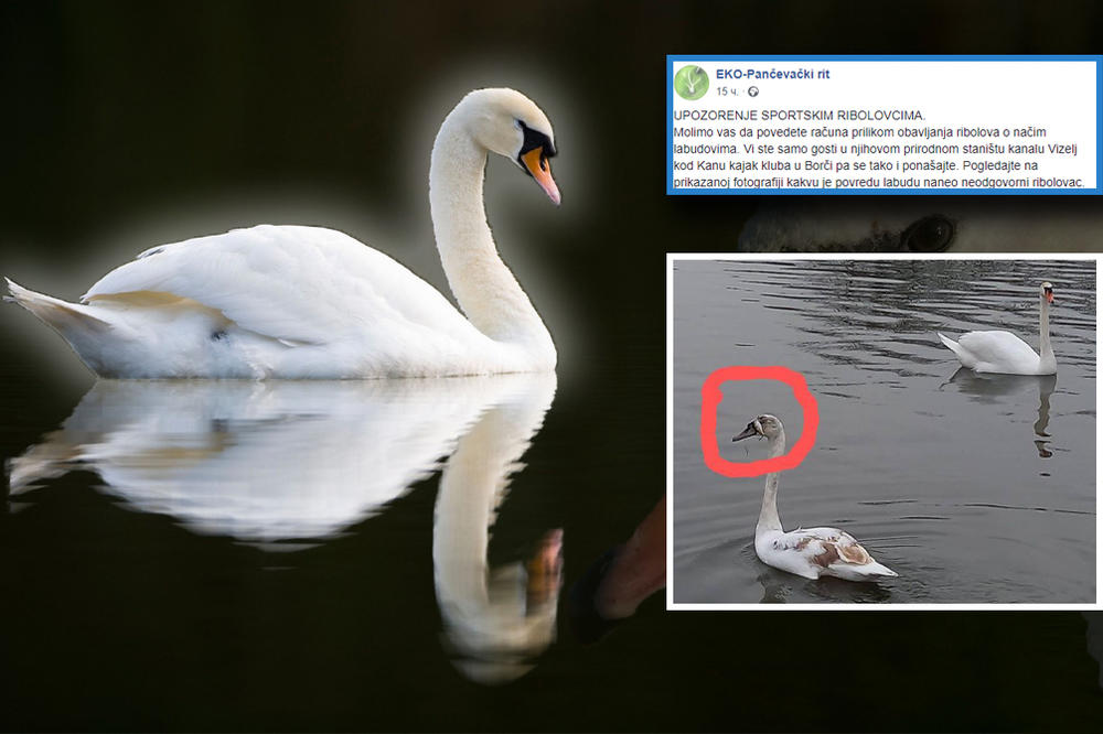 UNIŠTENA MU JE GLAVICA, A MUČENIK I DALJE PLIVA: Neodgovorni ribolovci OSAKATILI LABUDA, stigao VAŽAN APEL! (FOTO)