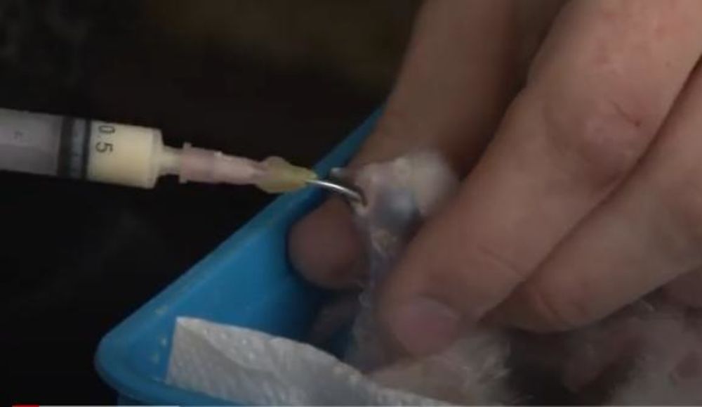 Papagaji, Stefan Švabić, Uzgajivač