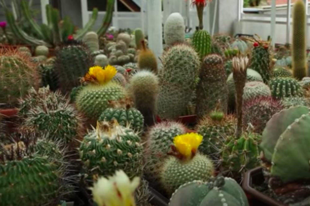 OVAKO ĆETE NAJLAKŠE PRESADITI KAKTUS: Posao gotov za 1 MINUT, a on će se PREPORODITI, čak i CVETATI