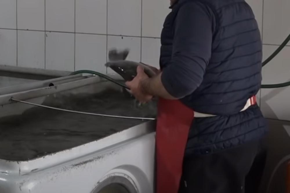 UBEDLJIVO NAJSMOTANIJI LOPOVI U SRBIJI: Obili dve ribarnice, NIŠTA NISU ODNELI, ali će svakako BITI KAŽNJENI!