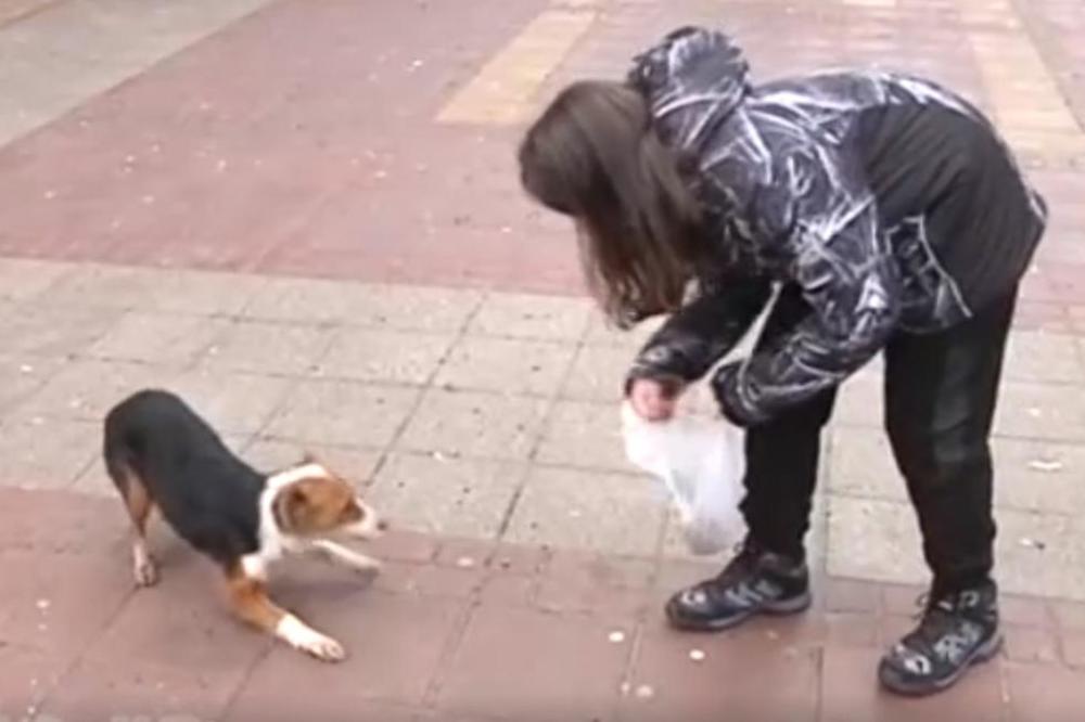 HANIN (11) OGLAS ZADIVIO SRBIJU: Devojčica iz Prokuplja se zaposlila da bi mogla da kupi hranu za lutalice (FOTO)