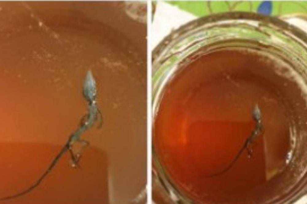 SKANDAL! Objavila LAŽNU fotografiju guštera u tegli i napisala da je to DORUČAK u infektivnoj klinici