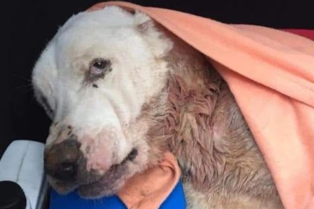 ŠTA URADI JADNI ČOVEČE, GDE ĆE TI DUŠA?! Nesrećni pas mučen i BODEN KOLCEM do BESVESTI a onda UBIJEN (UZNEMIRUJUĆE)