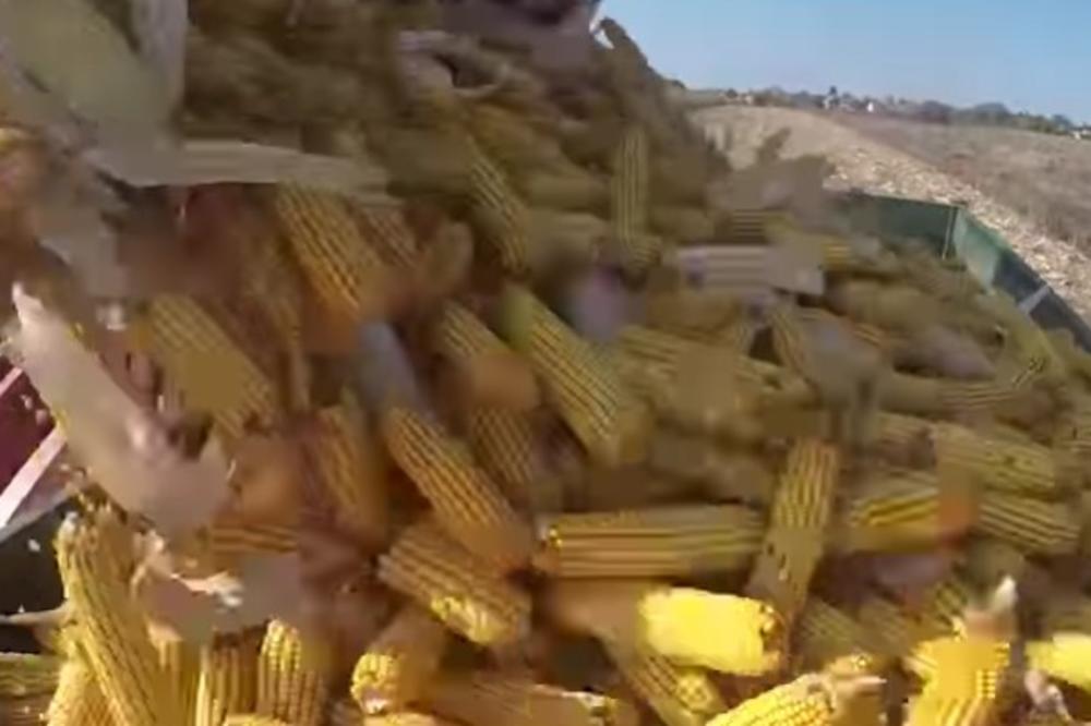 Kineska kompanija planira veliku investiciju u Srbiji u preradu kukuruza